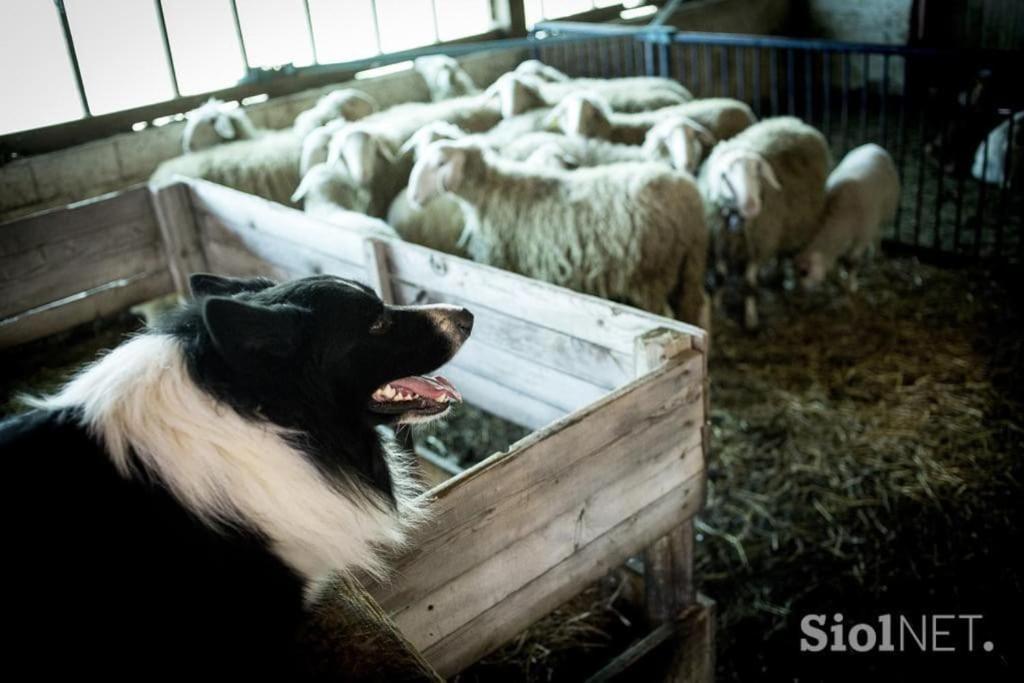 Tourist Farm Kladje Villa Ljubno Kültér fotó
