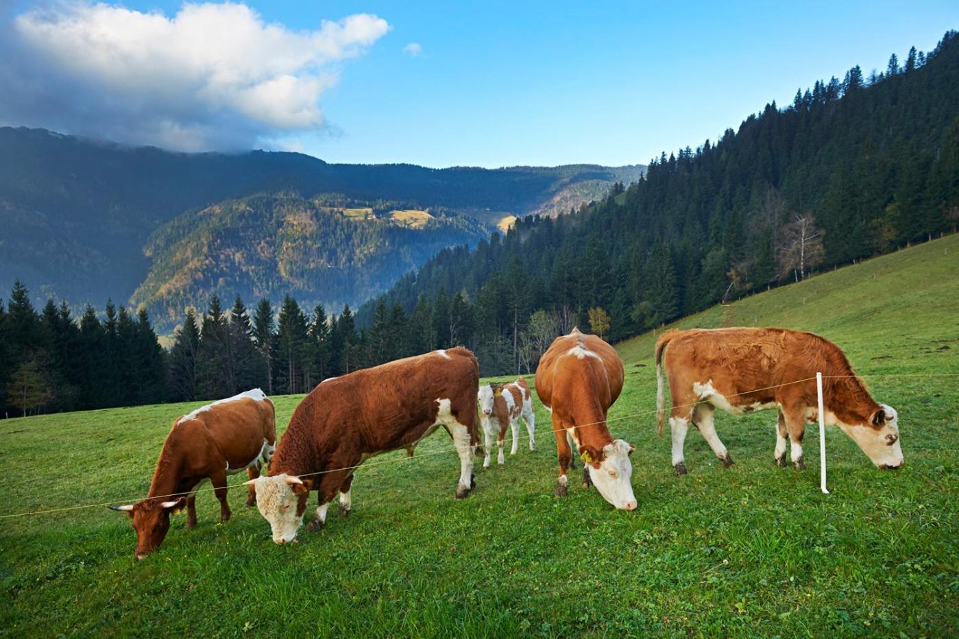 Tourist Farm Kladje Villa Ljubno Kültér fotó