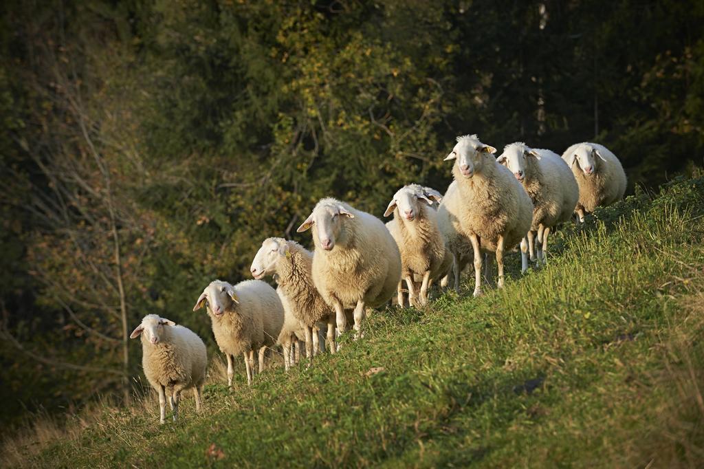 Tourist Farm Kladje Villa Ljubno Kültér fotó