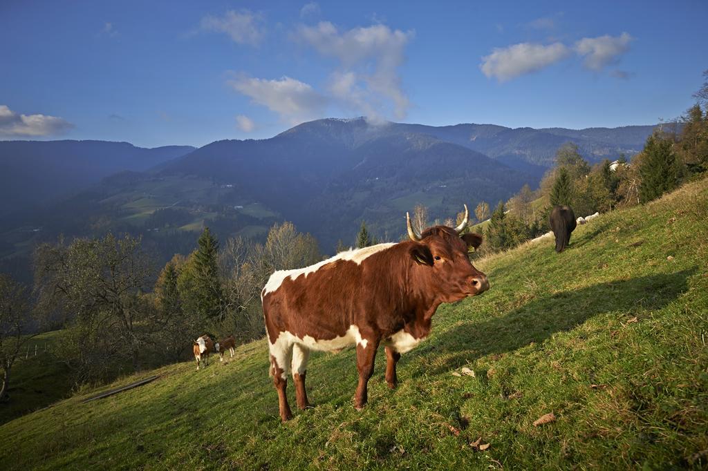 Tourist Farm Kladje Villa Ljubno Kültér fotó
